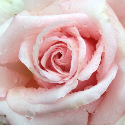 Růže online koupit v prodejně - Žlutá - Čajohybridy - diskrétní - Rosa  Diamond Jubilee - Eugene S. Boerner - Vzpřímeně rostoucí odrůda, stonky jsou skoro bez trnů.